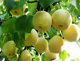 Lihat juga aneka produk delima kami disini. 10 Cara Menanam Buah Pir Dalam Pot Agar Cepat Berbuah Manfaatnya