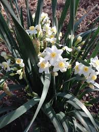 Heirloom Narcissus Bulbs Landscaping Plants Bulbous Plants Architectural Plants