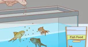 This is never a good way to euthanize a fish. 3 Ways To Humanely Kill A Fish Wikihow