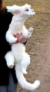 Falkor The Luckdragon The Neverending Story Cute Fantasy Creatures Animals