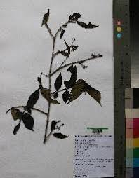 Image result for Pavetta pierlotii