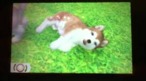 According to different studies, dogs can help their owners need fewer physician visits and boost life expectancies. Nintendogs Cats Starting Dog Breeds Of The 3 Versions By Nintendogspluscats10