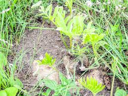 Image result for Basananthe sandersonii