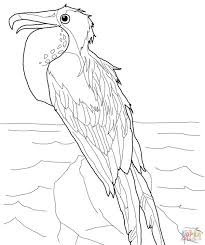 Colouring Pages Frigate Bird Google Search Coloring Pages Colouring Pages Free Coloring Pages