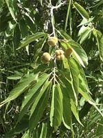 Image result for Grewia glandulosa