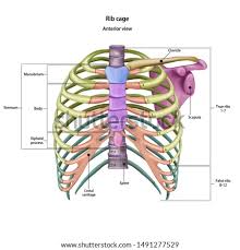 Rib cage anatomy bones with circulatory system. Shutterstock Puzzlepix