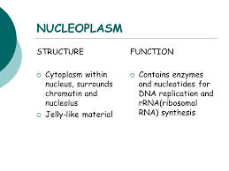 However, this is not the case during cell reproduction or cell division. Cell Parts Organelles Found In Both Plants And Animals Ppt Download