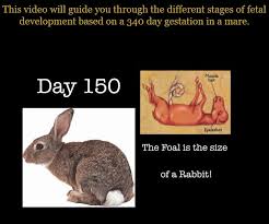 Pin On Burros Mulas Y Yo Donkeys Mules Me