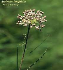 Image result for Asclepias longissima