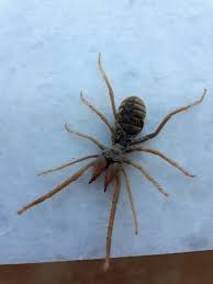 Και στο Αγρίνιο η αράχνη-σκορπιός; (φωτό) - AgrinioNews