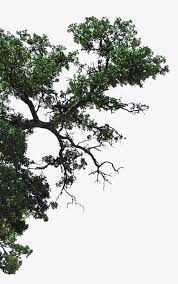 Half Of The Linden Tree Branches Tree Clipart Half Of Side Png Transparent Clipart Image And Psd File For Free Download Tree Photoshop Plant Painting Art Landscape Sketch
