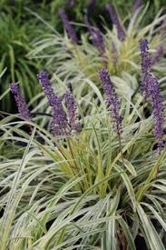 Image result for Monopsis zeyheri