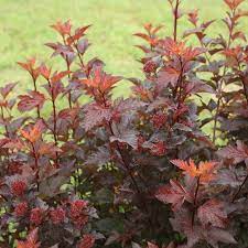 | meaning, pronunciation, translations and examples. Ginger Wine Ninebark Physocarpus Opulifolius Proven Winners