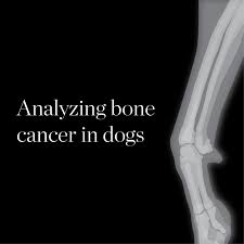 Chondrosarcoma is a malignant form of bone cancer in dogs characterized by a tumor of neoplastic chondroid and fibrillar matrix forming in cartilage. Analyzing Bone Cancer In Dogs The Daily Illini