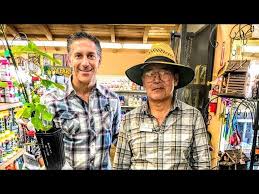 George and grace matsuoka, gary's deceased parents, were the founders of the business. Graft On Graft Fruit Fig Tree Gary S Best Fig Tree Laguna Hills Nursery Santa Ana Ca Youtube