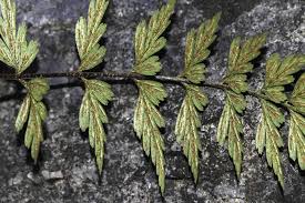 Image result for Asplenium aethiopicum