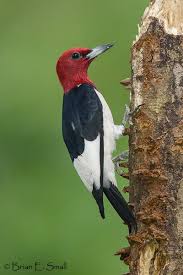Birds With Redheads In Ohio Brian E Small Bird Photography Bird Photography Bird Small Birds