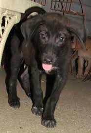 He had too much puppy energy for the older dog in his home. Animal Rescue Kare Of Mccurtain County Oklahoma Australian Shepherd Aussie And Black Labrador Lab Mix Puppies Available For Adoption
