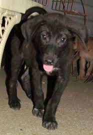 The hot lab rescue serves austin, san antonio, and surrounding areas. Animal Rescue Kare Of Mccurtain County Oklahoma Australian Shepherd Aussie And Black Labrador Lab Mix Puppies Available For Adoption