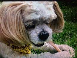 Why Do Dogs Need To Chew By Katelyn Schutz Cpdt