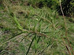 Image result for Gomphocarpus semilunatus
