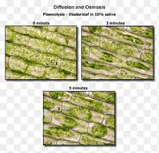 Jump to navigation jump to search. Plasmolysis Plant Cell Microscope Biology Cartoon Cancer Cell Biology Grass Png Pngegg