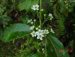 Image result for Ilex mitis