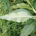 Image result for Persicaria senegalensis