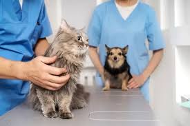 The Importance of Regular Veterinary Checkups for Your Pet