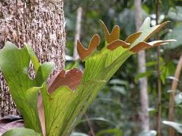 Image result for parožnatka Platycerium