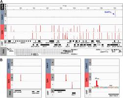 A Genome Wide Epstein Barr Virus Polyadenylation Map And Its