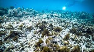 The great barrier reef foundation extends its deepest respect and recognition to all traditional owners of the great barrier reef as first nations peoples holding the hopes, dreams. Dritte Korallenbleiche Schadigt Great Barrier Reef Wissen Sz De