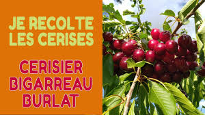 125106 bigarreau hatif de burlat, from france in 1938 as p.i 127378 hatif. Je Cueille Des Cerises Sur Un Cerisier Bigarreau Burlat Youtube