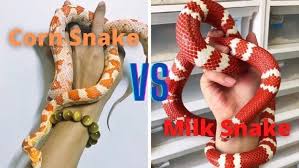 In the wild, they usually live around six to eight years, but in captivity can live to an age of 23 years or more. Corn Snake Vs Milk Snake As Pets Which One Is Better