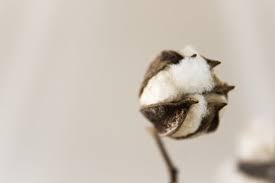 Cotton Photos, Download The BEST Free Cotton Stock Photos & HD Images