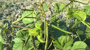 Image result for Vigna