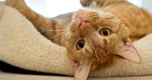 Pin On Furry Friends