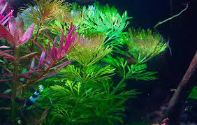 Image result for Limnophila fluviatilis