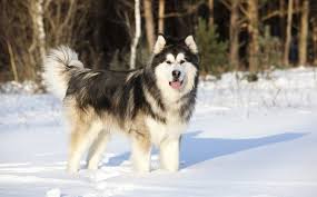 Alaskan Malamute Cinsi Kopek Ve Ozellikleri Miyhav Com