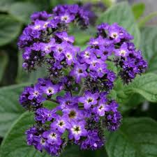 Image result for Heliotropium ciliatum