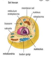 We did not find results for: Gambar Sel Hewan Beserta Bagiannya