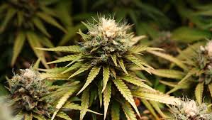 How to prevent and treat cannabis light burn? | Fast Buds