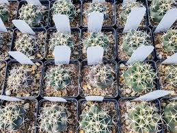 Image result for Kalaharia uncinata