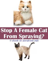 They may spray urine in the house to mark territory, causing odor. 8 Brilliant Tips And Tricks Do Male Or Female Cats Spray Impossible To Keep Cat From Spraying How Cats Spray Female Cat Spraying All Over House Can N Home Depot