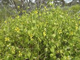 Image result for Zygophyllum cuneifolium