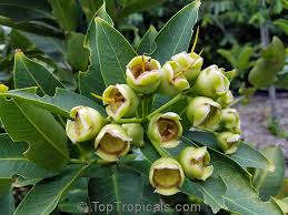 Image result for Syzygium niassense