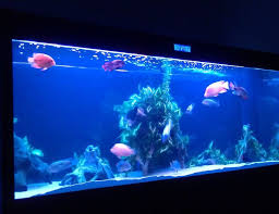 You can pick from the smallest fish tank pump from this brand to the biggest one available if necessary. 200 Gallons Fish Tanks And Aquariums Ratemyfishtank Com