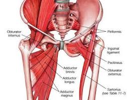 Maybe you would like to learn more about one of these? Go On A Hip Opening Safari Swagtail Muscle Anatomy Anatomy And Physiology Human Body Anatomy