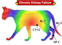 Secondly, i have two other healthy cats. Advice On How To Properly Train Your Dog To View Further For This Article Visit The Image Link Kidney Failure Chronic Kidney Failure Holistic Treatment