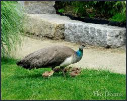 Peacock Life Cycle Growing Season